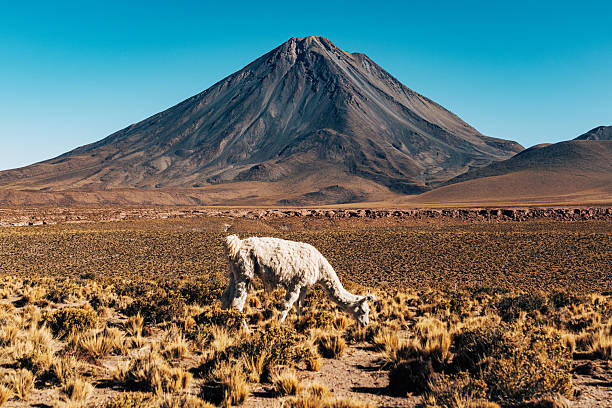White alpaca grazing in the Atacama Desert with a towering volcanic mountain and a clear blue sky, conveying remote, rugged beauty and lone wildlife in a striking landscape.
