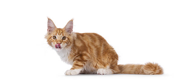 istock Maine Coon cat youngster on white background 2249366055