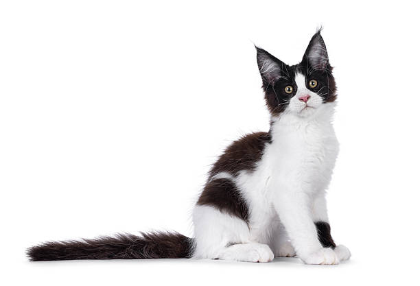 istock Maine Coon cat kitten on white background 2249366429
