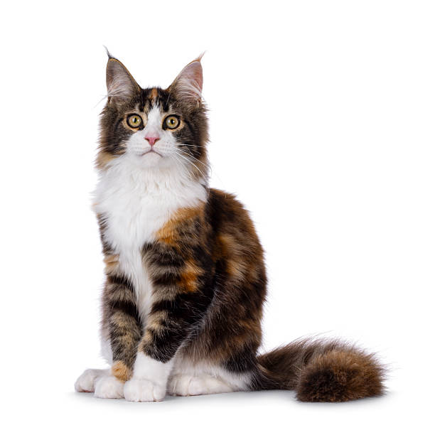 istock Maine Coon cat youngster on white background 2249366445