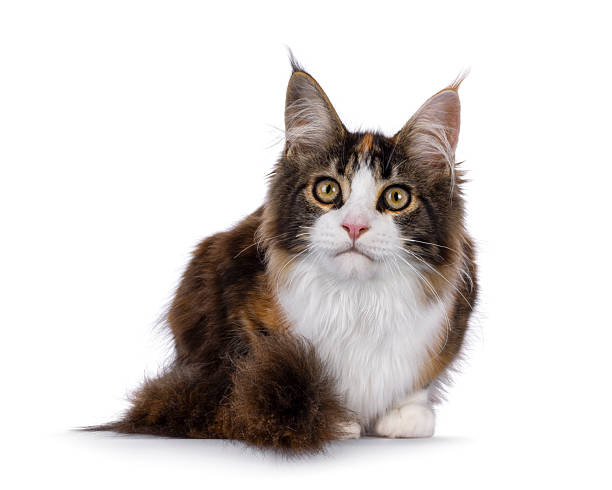 istock Maine Coon cat youngster on white background 2249366474