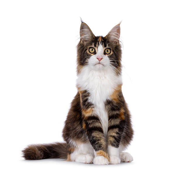 istock Maine Coon cat youngster on white background 2249366529