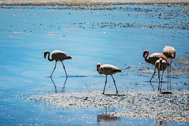 istock Flamingos Wading in Shallow Wetland by Water 2249366549