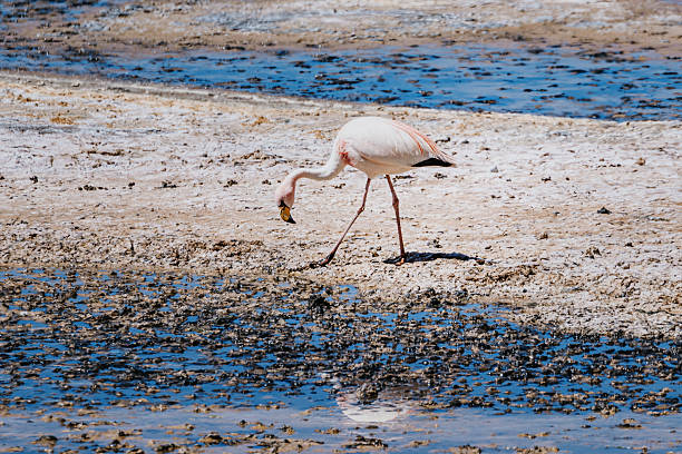 A pink flamingo forages along the shallow salt flats with blue water, reflecting a tranquil desert scene in Chile's Atacama. Natural wildlife in a stark, arid landscape.