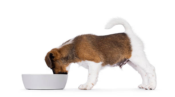 istock Dog eating from bowl on white background 2249366857