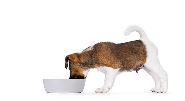 istock Dog eating from bowl on white background 2249366881