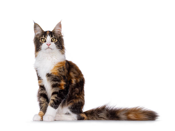 istock Maine Coon cat youngster on white background 2249367487