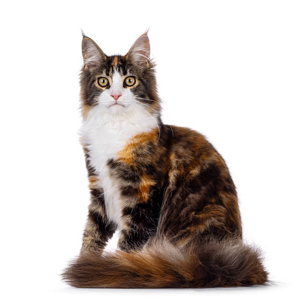 istock Maine Coon cat youngster on white background 2249367602