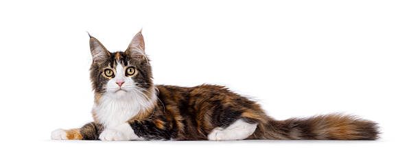 istock Maine Coon cat youngster on white background 2249367696