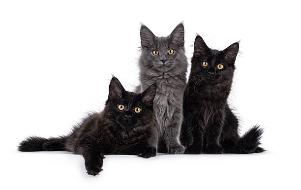 istock Maine Coon cat kittens on white background 2249367739