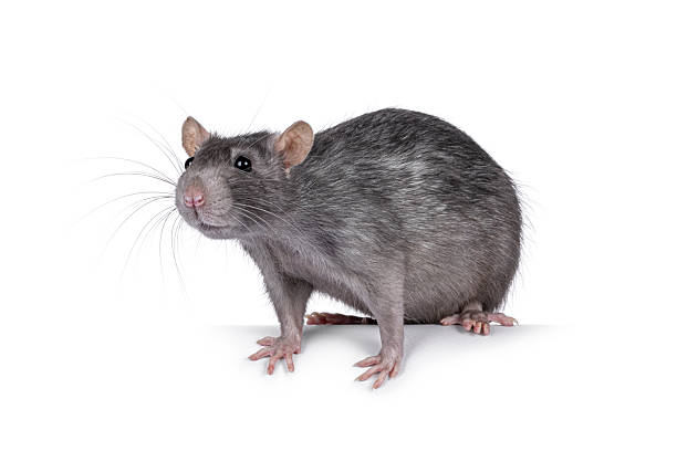 istock Blue adult rat on white background 2249367991