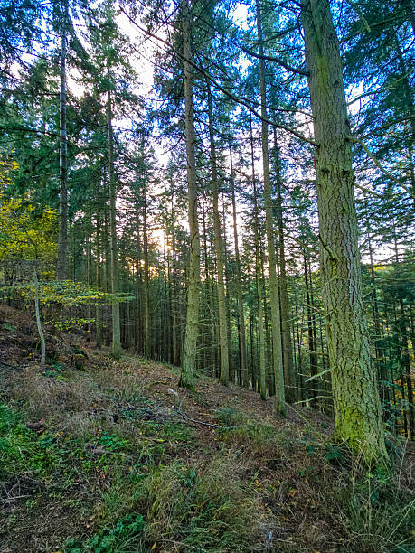 istock Colors of Autumn on the Forest Bluff 2249368394