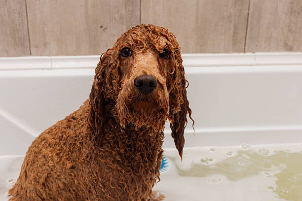istock freshly cleaned canine, tranquil scene capturing damp poodle during thoughtful bath time moment 2249369907