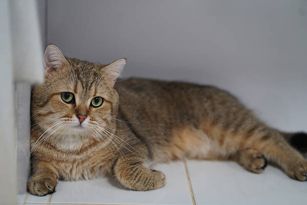 istock Close-Up of a Relaxed Tabby Cat Resting on a White Tile Floor with a Calm Expression, Showcasing Its Vivid Green Eyes and Soft Fur Texture 2249371797