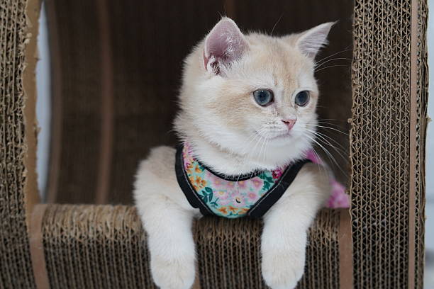 istock Adorable light cream kitten with blue eyes lounging on a scratching post wearing a stylish harness in a cozy indoor setting, showcasing playful charm 2249371892