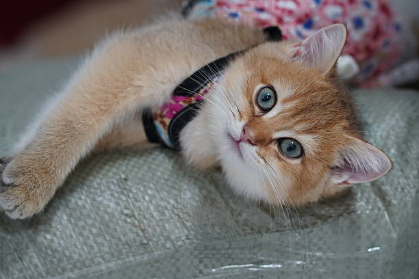 istock Cute fluffy kitten with blue eyes relaxing and posing adorably while wearing a colorful harness on soft textured surface at home 2249372017