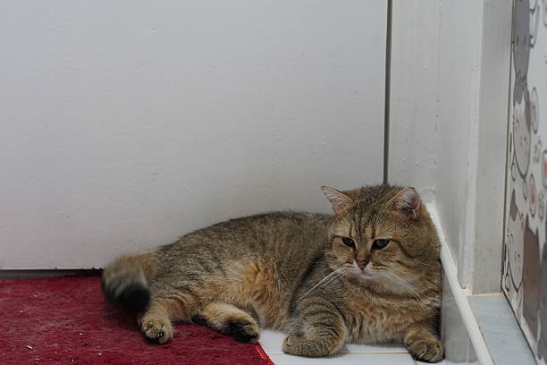 istock A Relaxed Domestic Cat Resting Comfortably on a Red Carpet Against a Plain Wall with Subtle Decorative Elements in a Bright Room Environment 2249372034