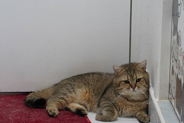 istock Relaxed Cat Resting on Floor with Interesting Background and Soft Textures in Cozy Indoor Environment 2249372553