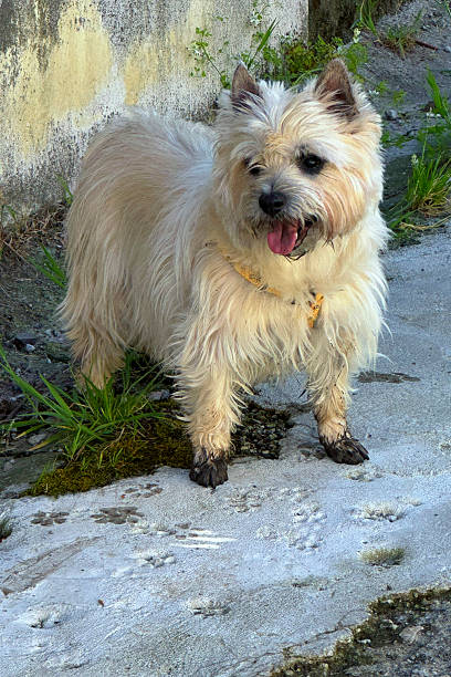 A dog with dirty paws on the street