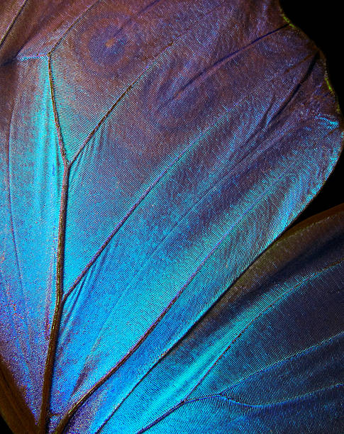 istock Wings of a butterfly Morpho texture background. Morpho butterfly 2249373739