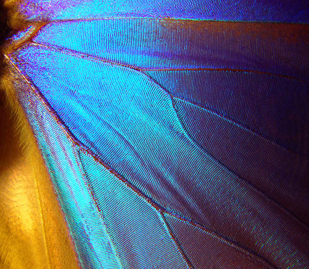 istock Wings of a butterfly Morpho texture background. Morpho butterfly 2249374044