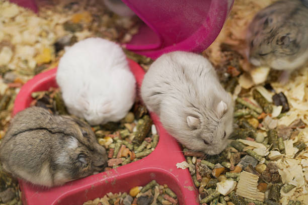 Hamsters are gathered around their food dish in a warm environment.