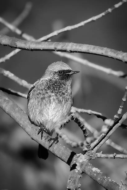 istock Black Redstart perched on a branch in the morning light 2249375450