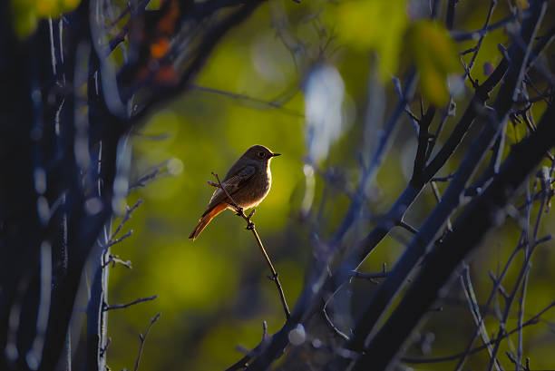 The Black Redstart is a small and discreetly coloured bird, frequently found in a human environment, but not exclusively.