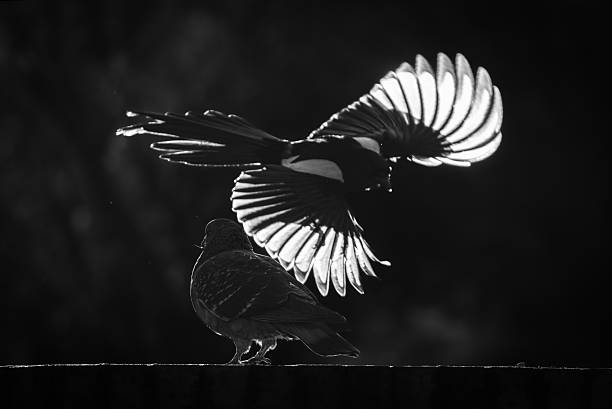 istock silhouette of a magpie taking flight against the light in black and white 2249375539