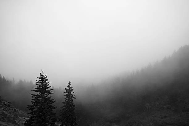 istock Foggy forest wilderness in the Pacific Northwest, USA 2249375619
