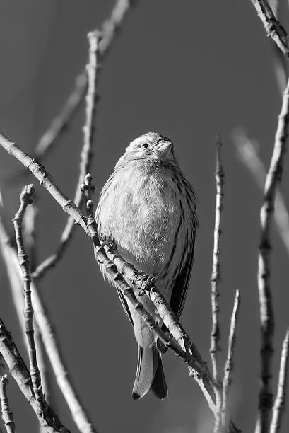 istock Black Redstart perched on a branch in the morning light 2249376004