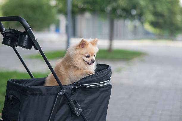 istock Cute spitz dog in pet stroller outdoors. 2249379246