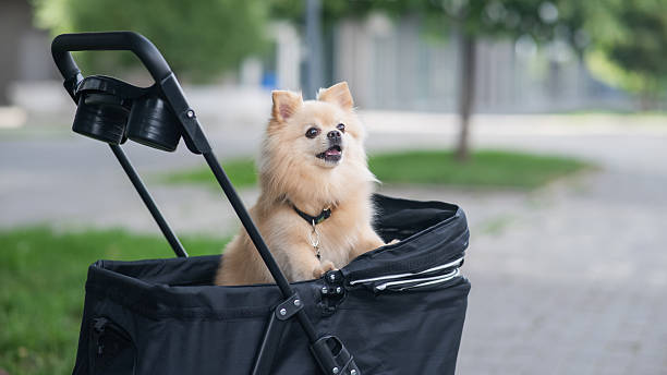 istock Cute spitz dog in pet stroller outdoors. 2249382172