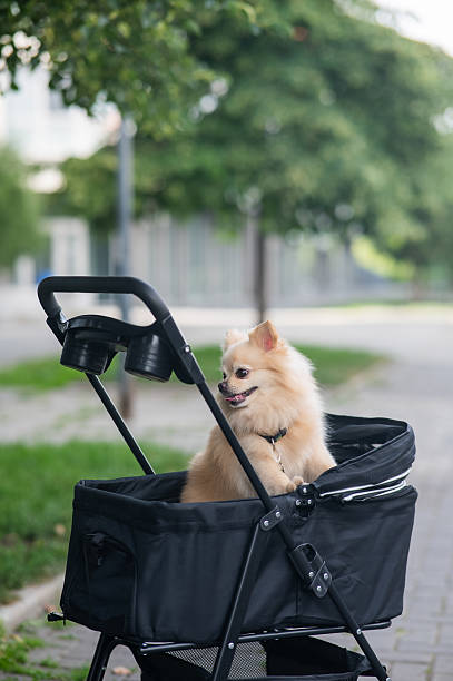 istock Cute spitz dog in pet stroller outdoors. 2249383322