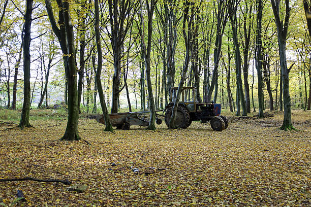 An old agricultural tractor with an attachment stands abandoned in a bright autumn forest. Tall, thin trees with sparse yellow-green foliage surround the rusty machinery, and the ground is completely covered with fallen, dry leaves,