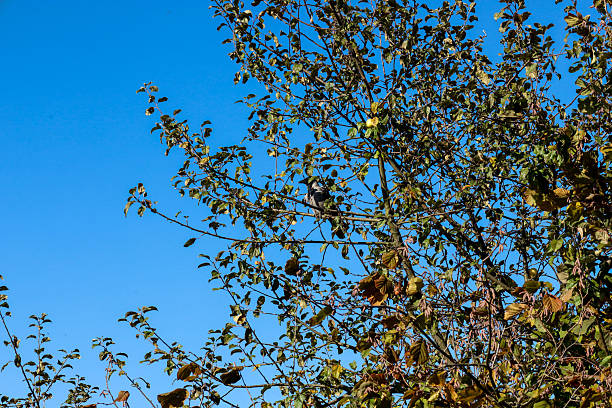 This is a wonderful image of a bird perched on a tree branch with autumn foliage against a clear blue sky. The contrast between the dark bird, the green-brown hues of the leaves, and the pristine sky creates an idyllic natural scene.