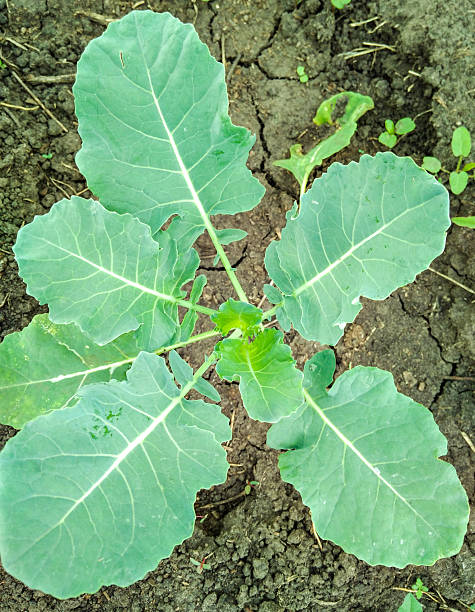istock Vertical close up of young cabbage on a garden bed top view moist soil 2249384093