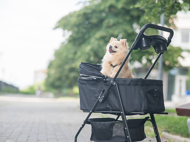 istock Cute spitz dog in pet stroller outdoors. 2249384858