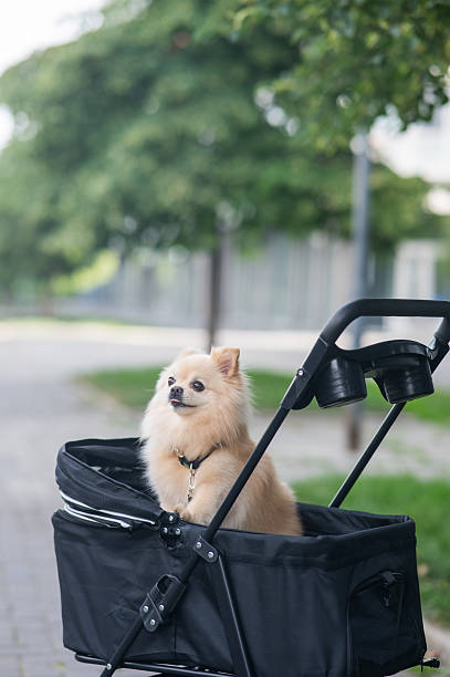 istock Cute spitz dog in pet stroller outdoors. 2249384908