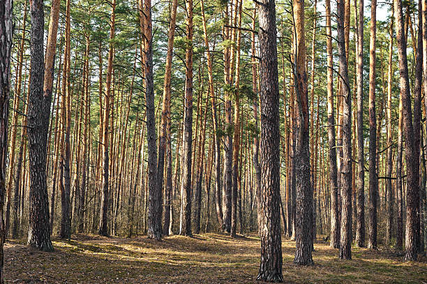 istock Natural pine forest background in sunny day. 2249388516