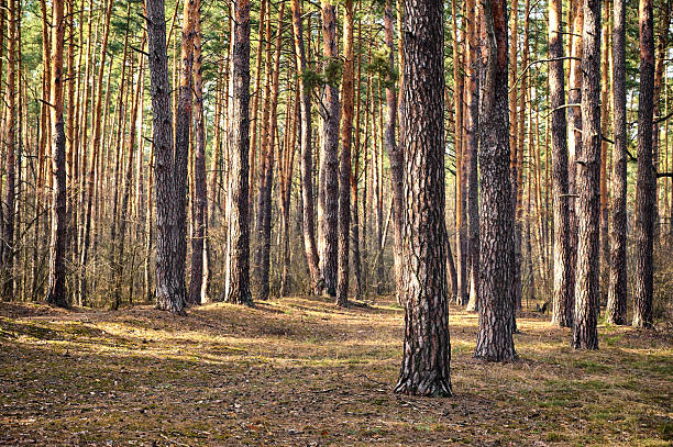 istock Natural pine forest background in sunny day. 2249388517