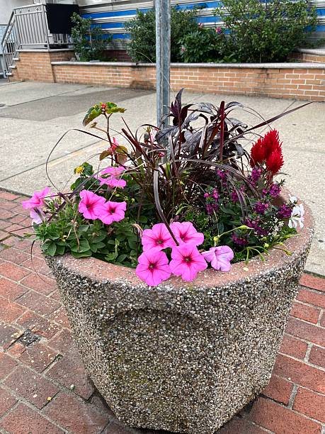 istock Purple Petunias 2249388595