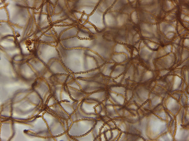 istock Detailed Microscopic View of Slime Mold Spore Dispersal Structures: Intricate Brown Capillitial Threads of Arcyria Ge 2249390145