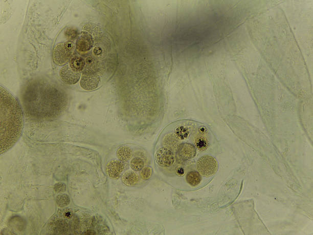 istock Unstained Micrograph of Saprolegnia Oomycete Sexual Structures: Oogonia Filled with Developing Oospo 2249390281