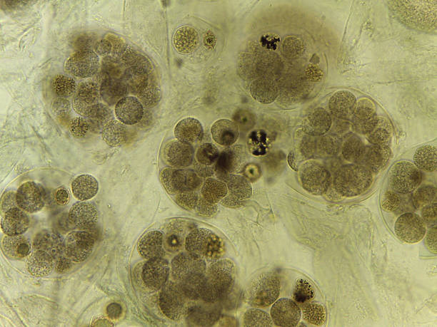 istock Unstained Micrograph of Saprolegnia Oomycete Sexual Structures: Oogonia Filled with Developing Oospo 2249390295