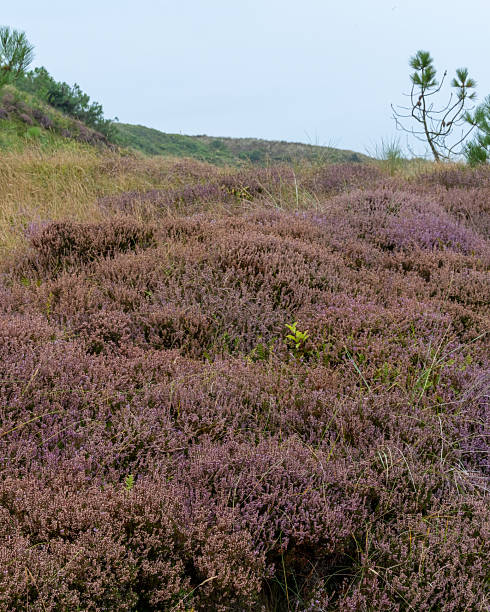 istock heather in bloom in the Schoorlse Duinen, Netherlands 2249390753