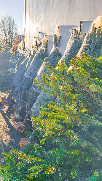 istock Christmas tree rows arranged outdoors creating a bright seasonal shopping atmosphere 2249390857