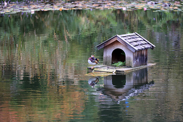 Merano, South Tyrol, Italy: - Mandarina duck in front of a birdhouse on a lake