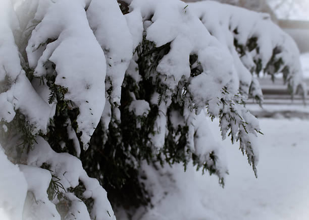 winter scene with a juniper shrub heavily laden with fresh snow. abstract background banner.