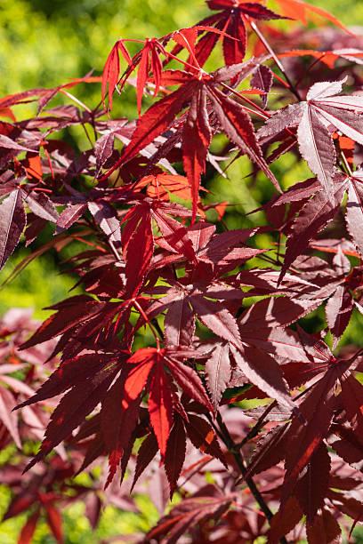 istock Vibrant red foliage Japanese maple (Acer Palmatum), with intricate leaf patterns and lush green background. Japanese maple grows on bank of garden pond 2249394434